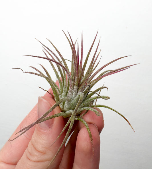 Tillandsia Multiflora