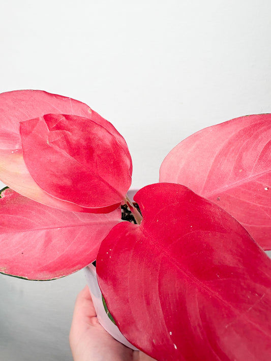 Aglaonema Pink Star