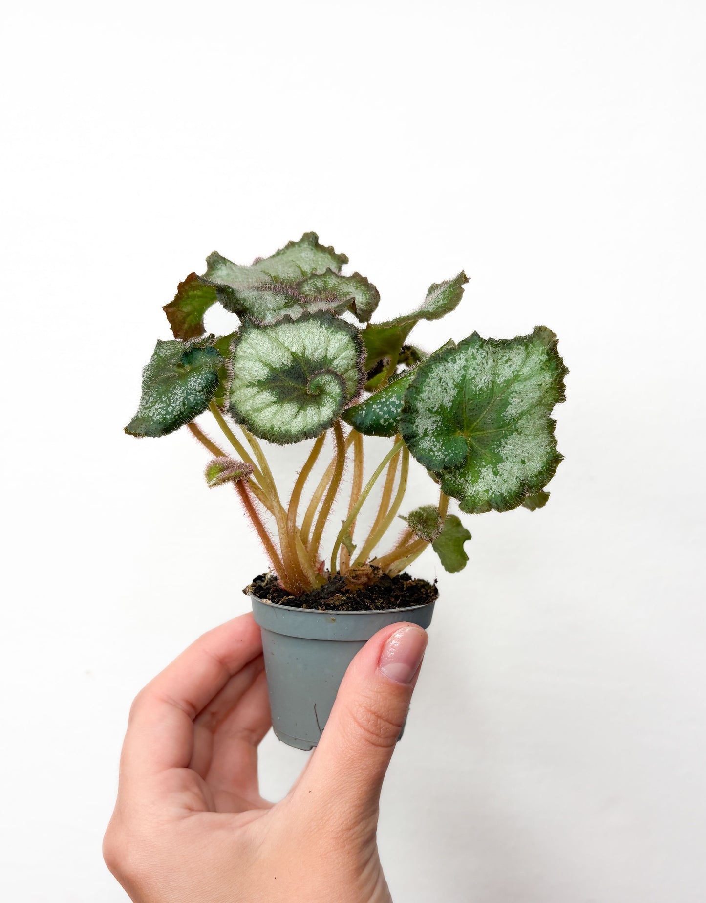 Begonia rex ‘Escargot’