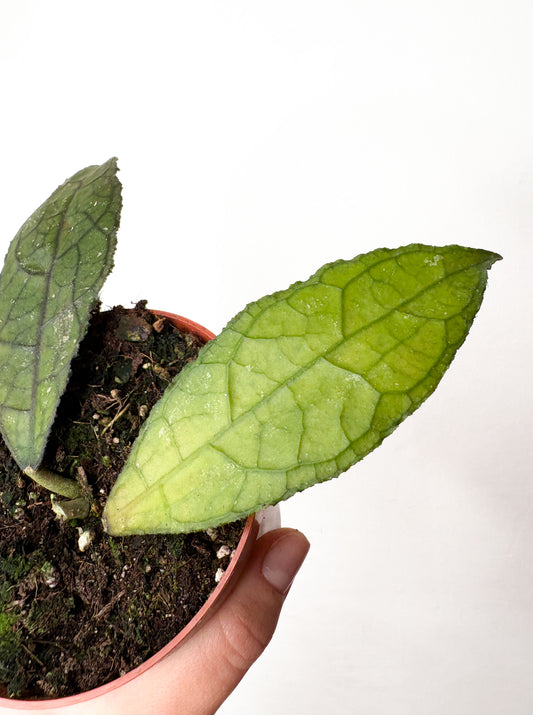 Hoya clemensiorum ‘Short Leaf’