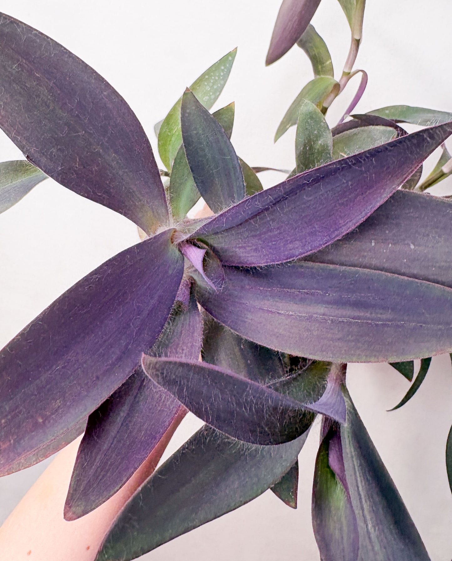 Tradescantia Pallida