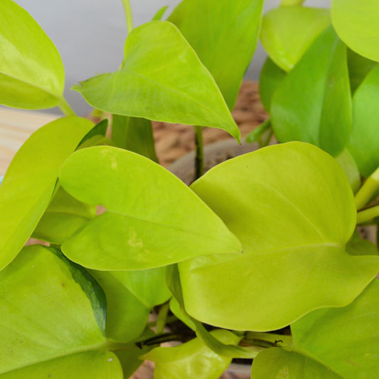 Epipremnum Neon