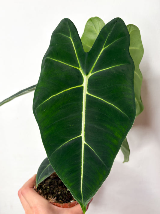 Alocasia micholitziana ‘Frydek’