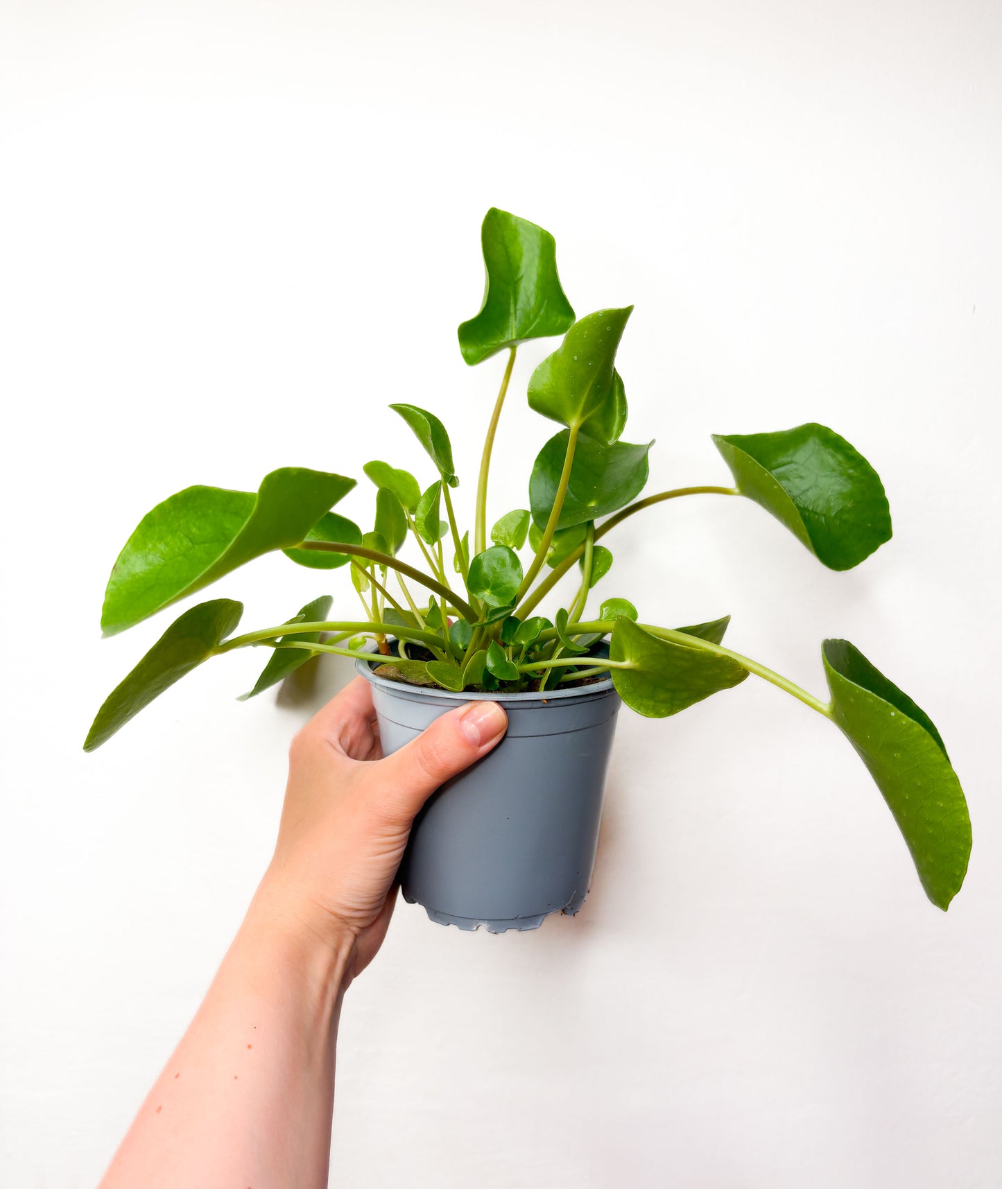 Pilea peperomioides