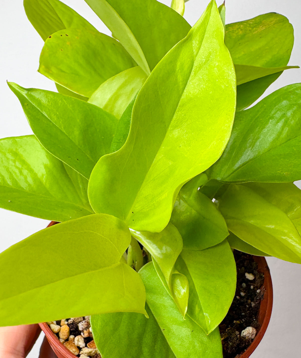 Epipremnum Neon