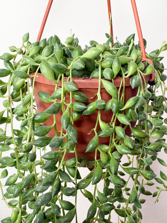 String of pearls (Pērļu virtene)