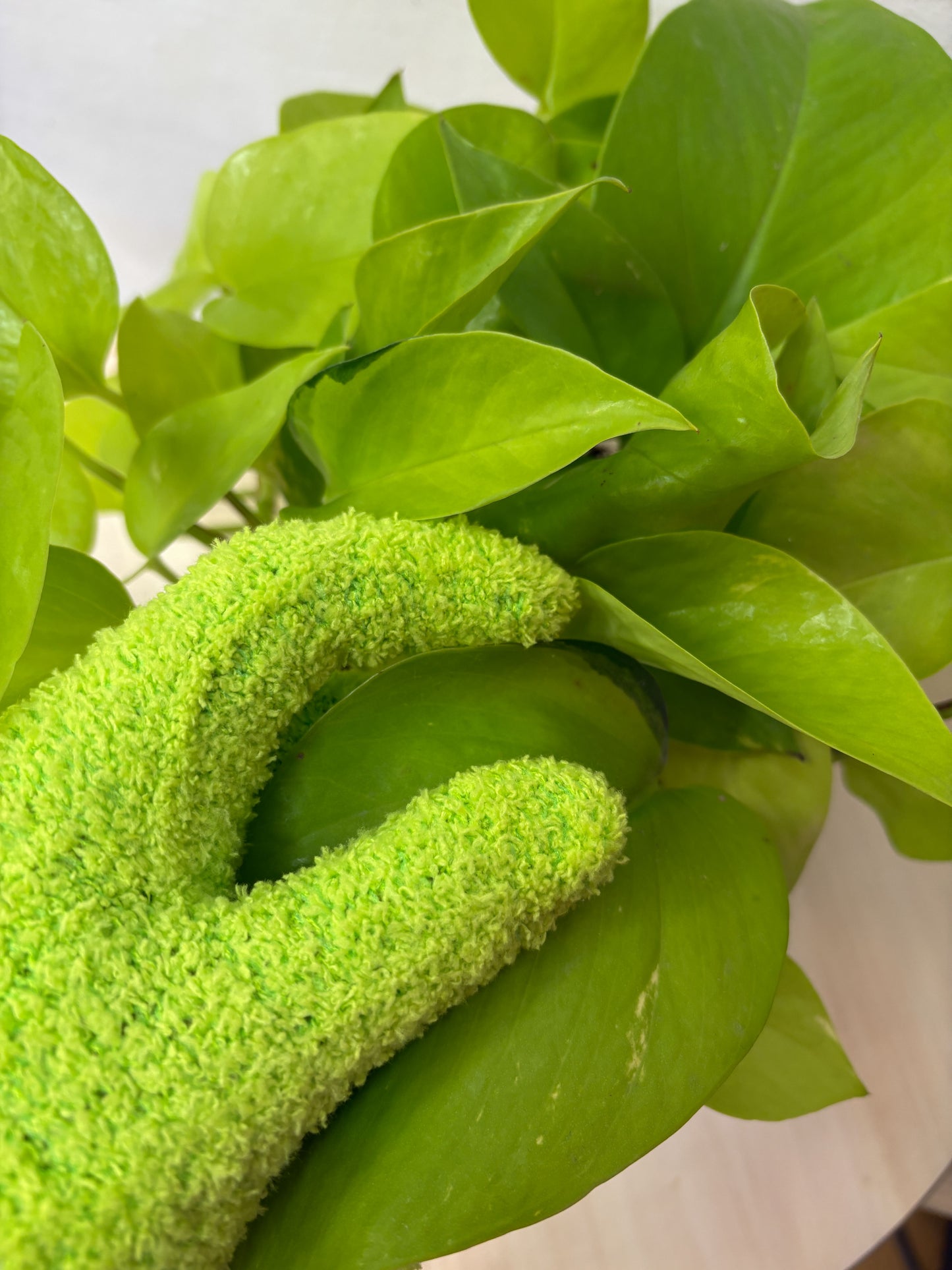 Gloves for cleaning houseplant leaves