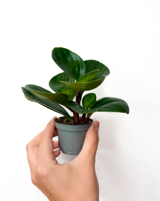 Peperomia obtusifolia