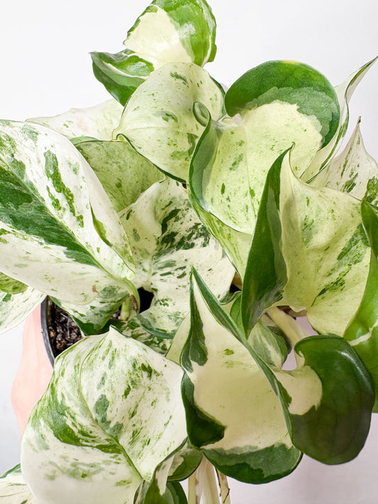 Epipremnum Manjula