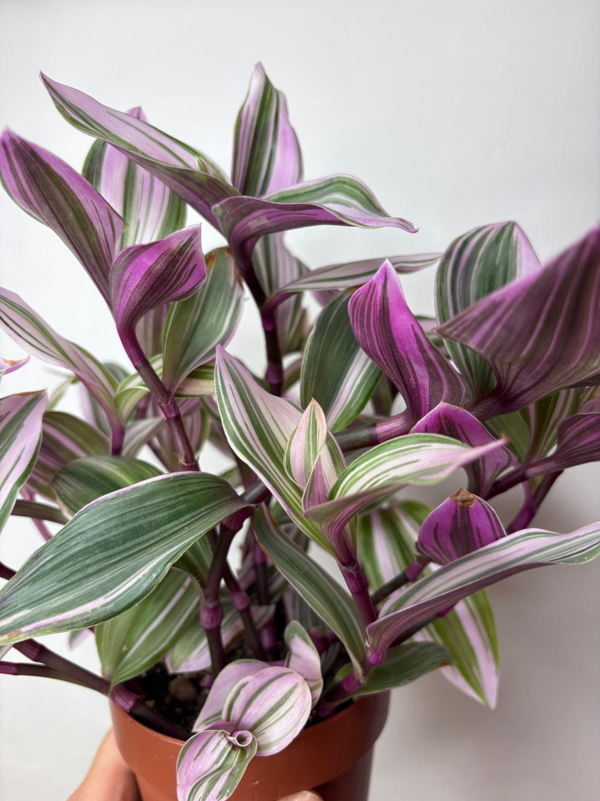 Tradescantia Nanouk