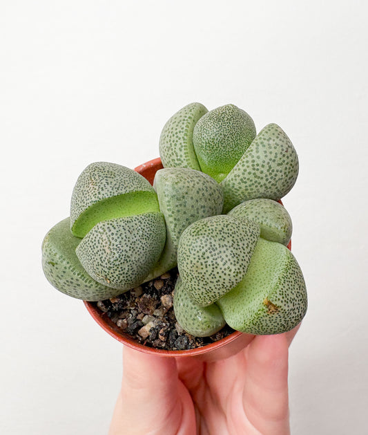 Lithops (dzīvais akmens)