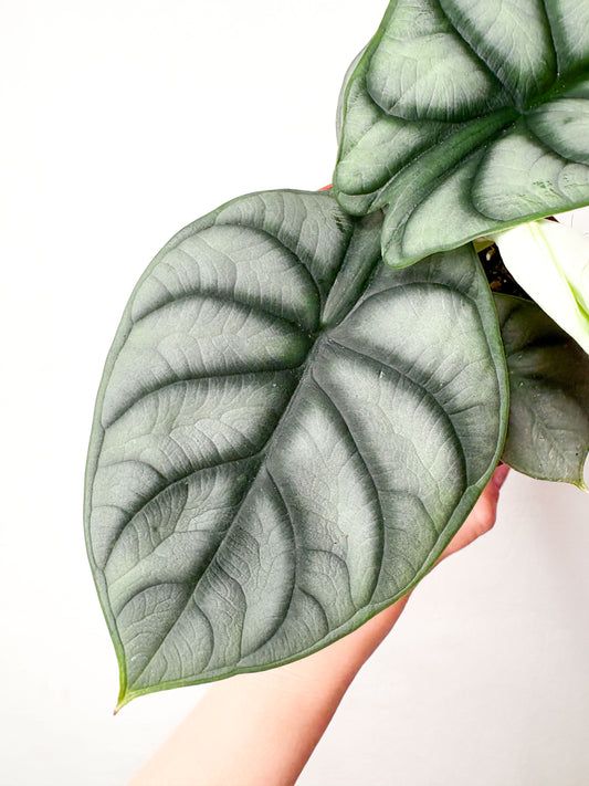 Alocasia baginda ‘Silver Dragon’
