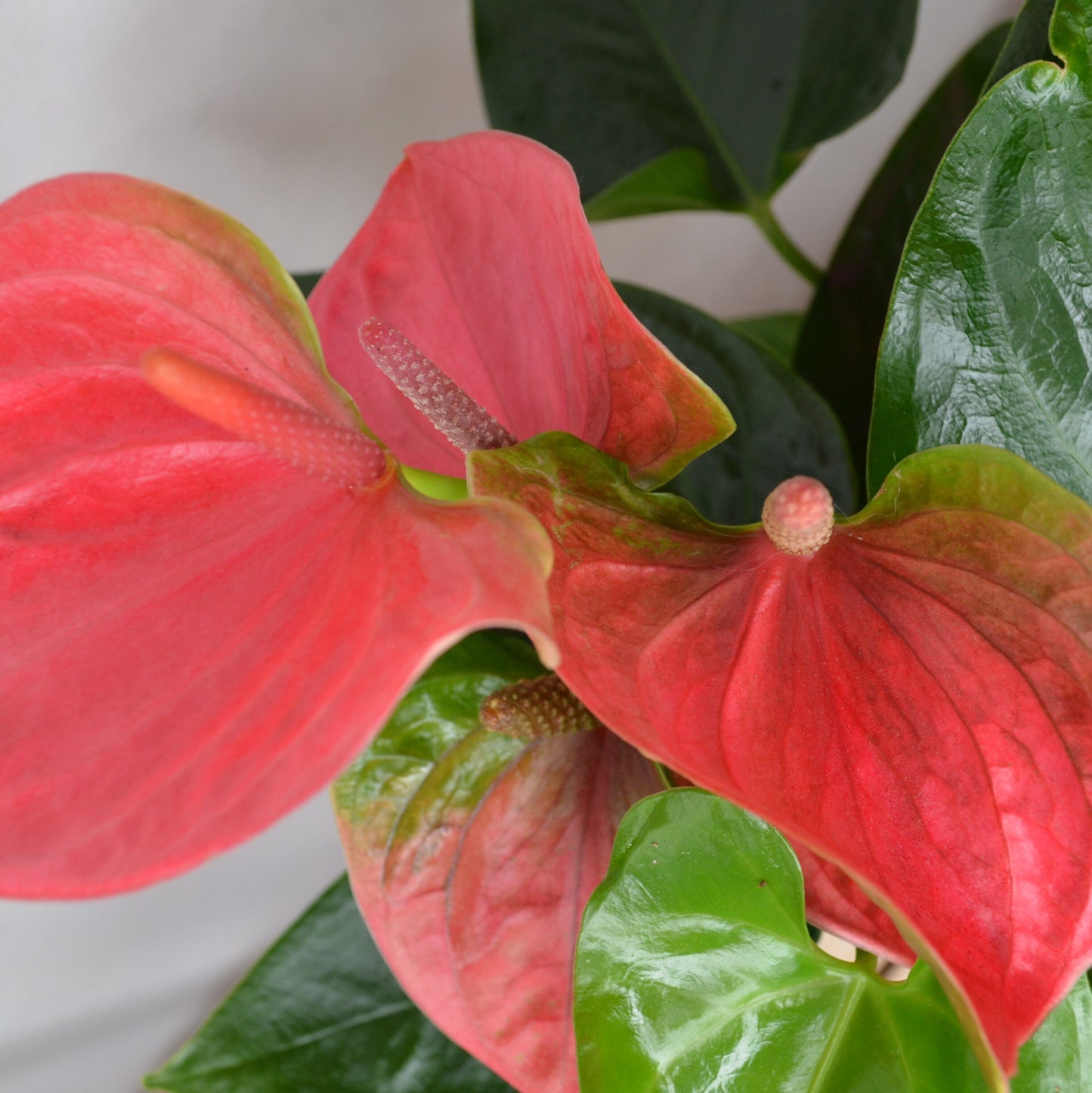 Anthurium Sweet Dream