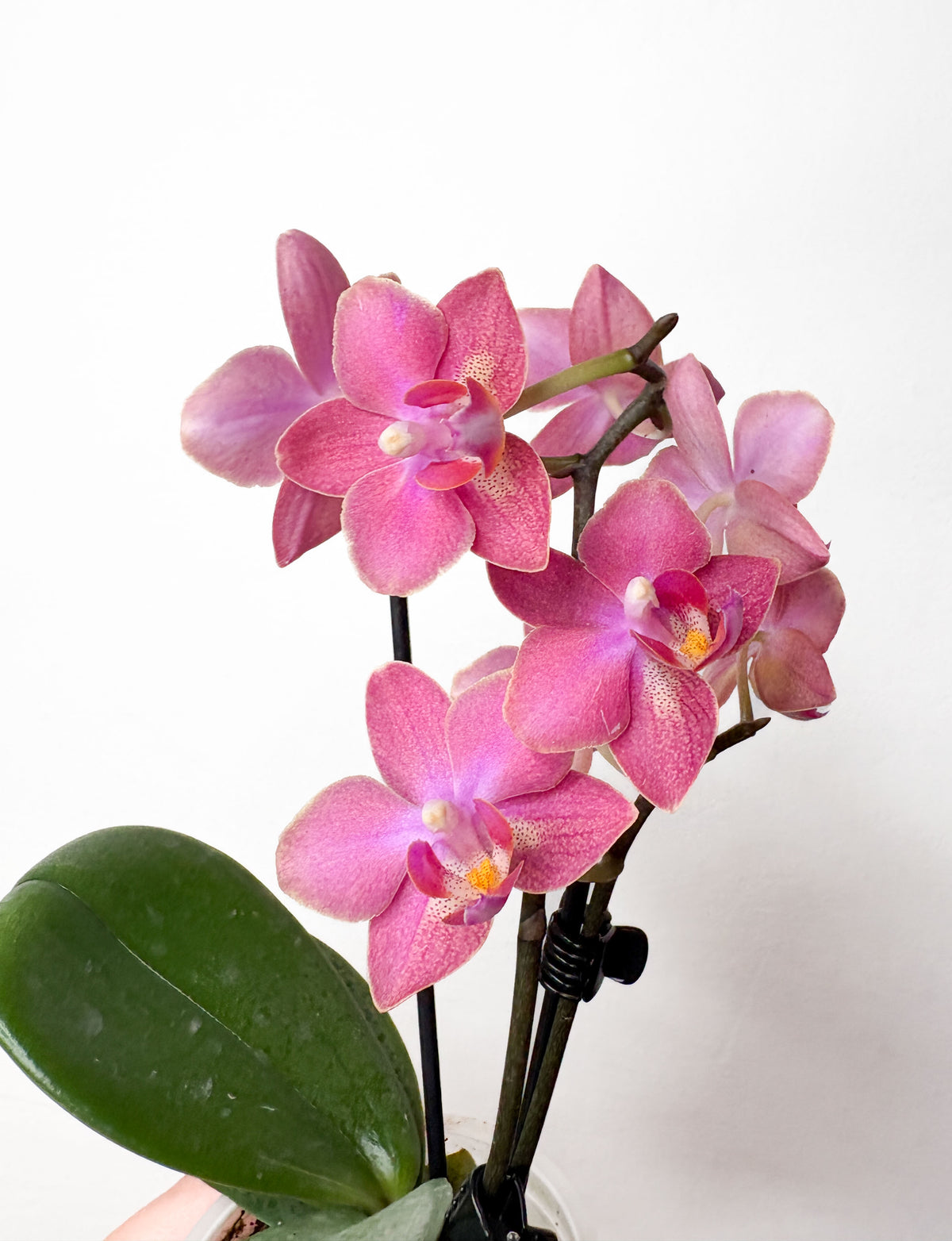 Phalaenopsis ‘Perfume Factory’ ‘Middenrose’