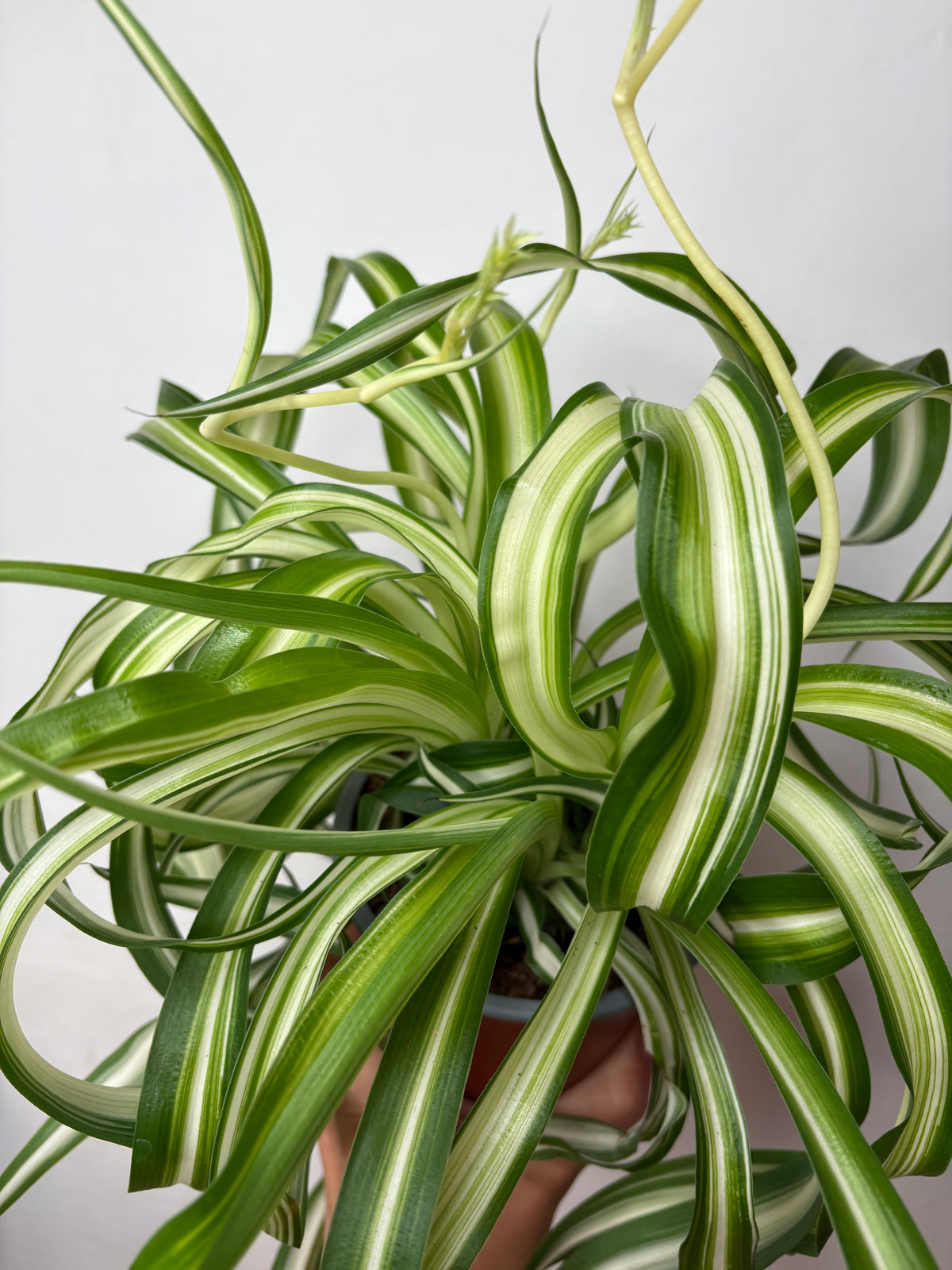 Chlorophytum Comosum Bonnie