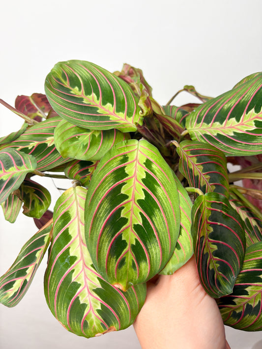 Maranta tricolor