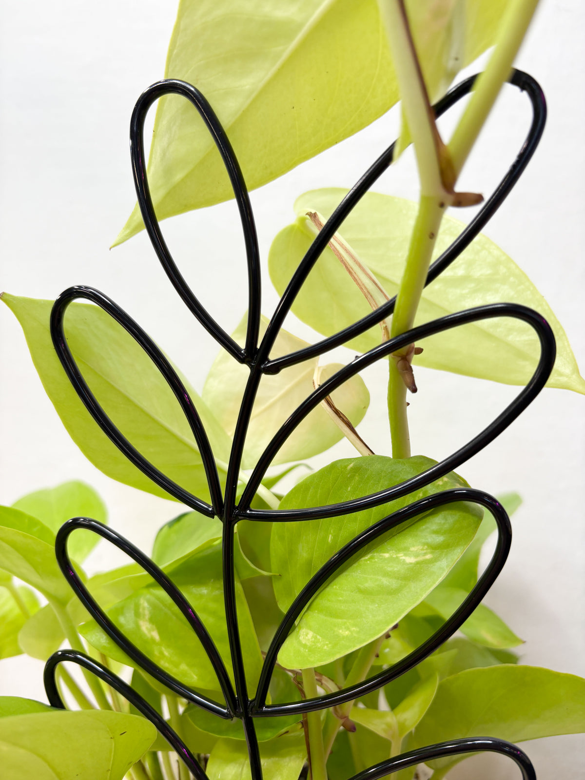 Металлическая опора для комнатных растений