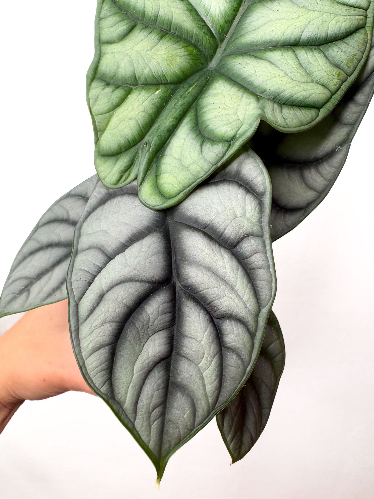 Alocasia baginda ‘Silver Dragon’