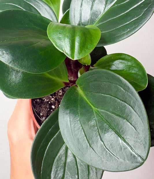 Peperomia obtusifolia