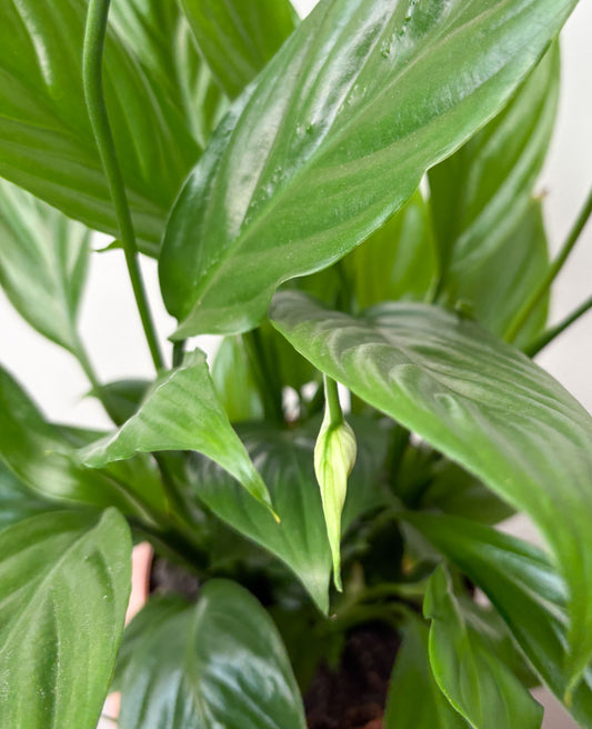 Spathiphyllum Wallisii