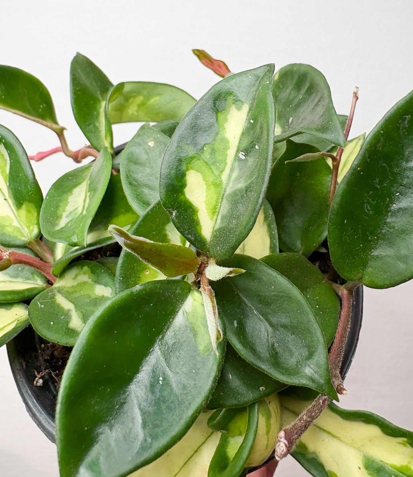 Hoya Carnosa Tricolor