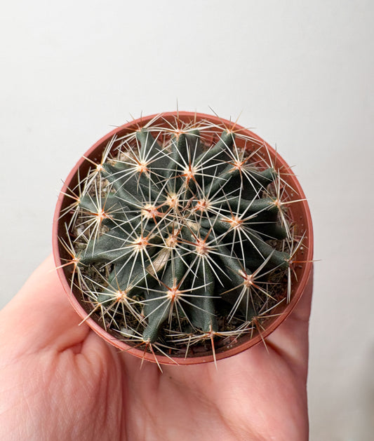 Kaktuss Ferocactus Latispinus