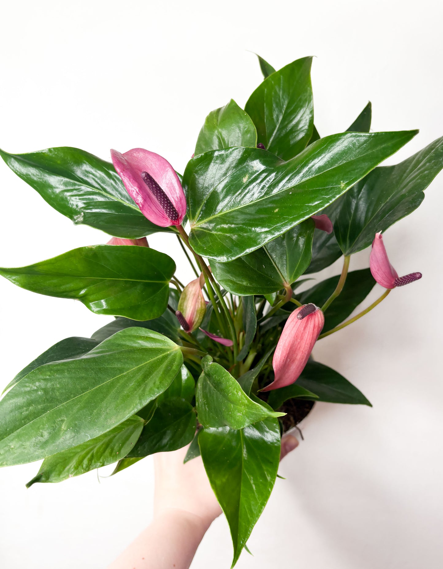 Anthurium 'Zizou'