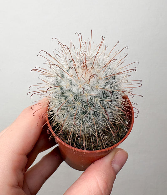 Kaktuss Mammillaria Bombycina