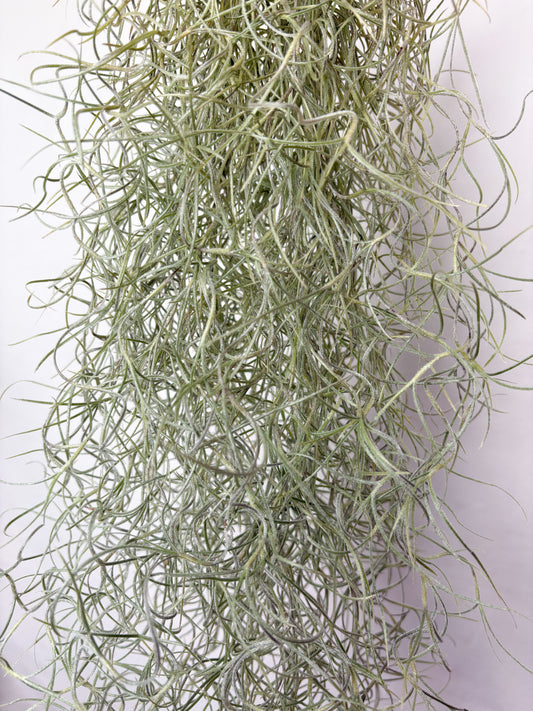 Tillandsia usneoides (gaisa augs, 50 cm)