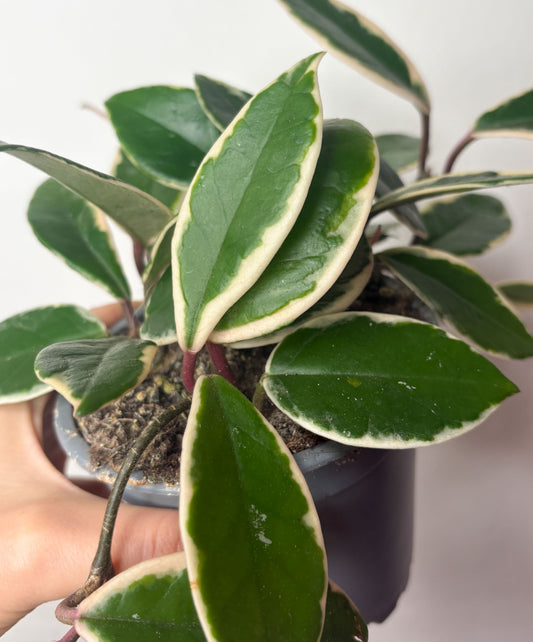 Hoya carnosa ‘Flamingo Dream’