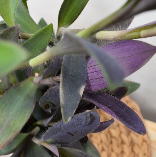 Tradescantia Pallida