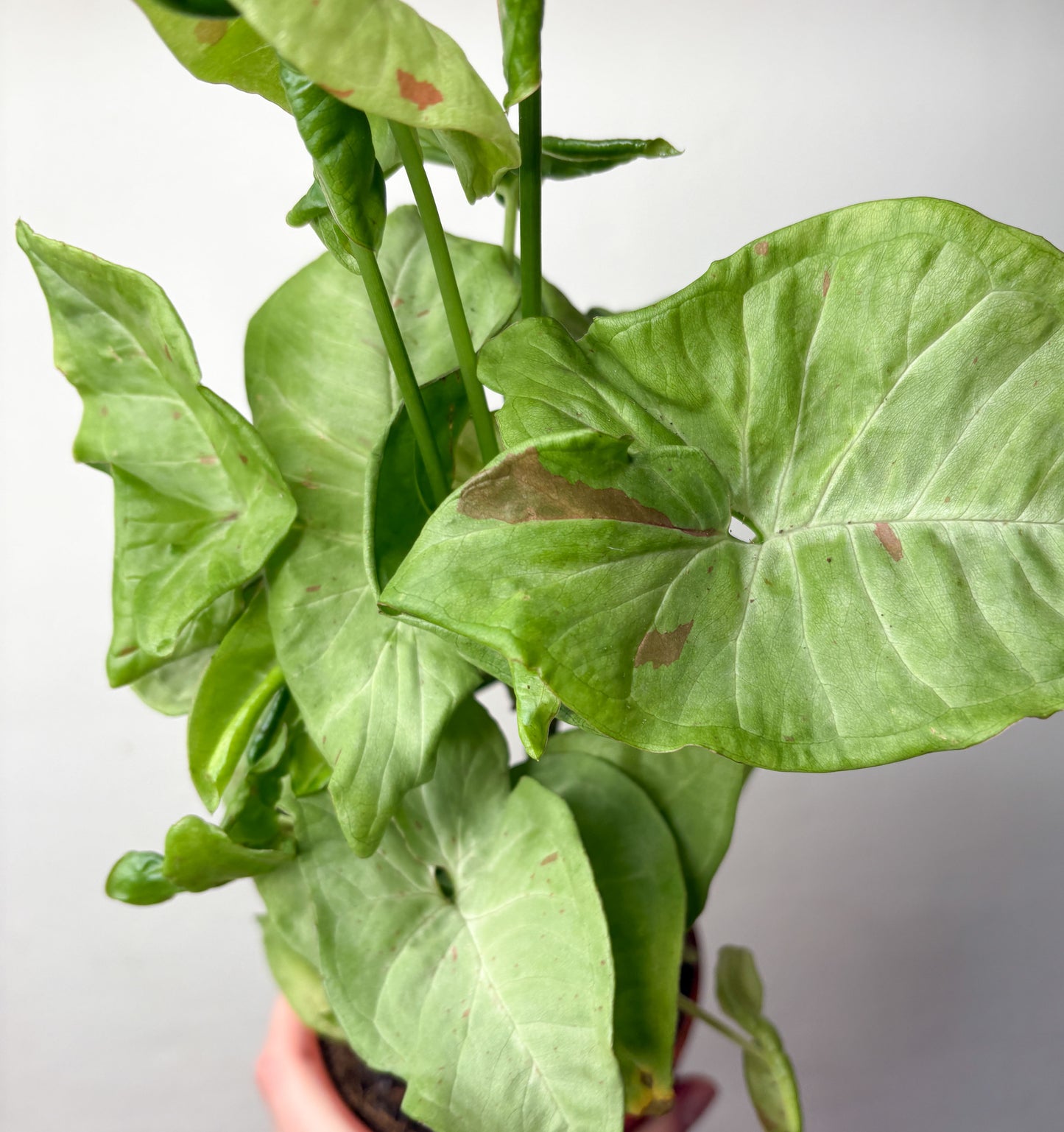 Syngonium Podophyllum