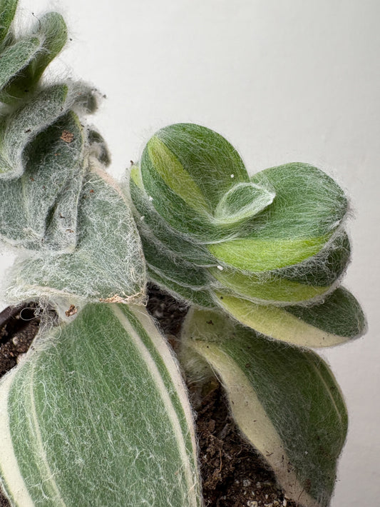 Tradescantia sillamontana Variegata