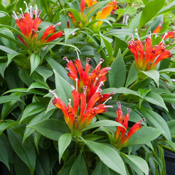 Aeschynanthus radicans ‘Orange’