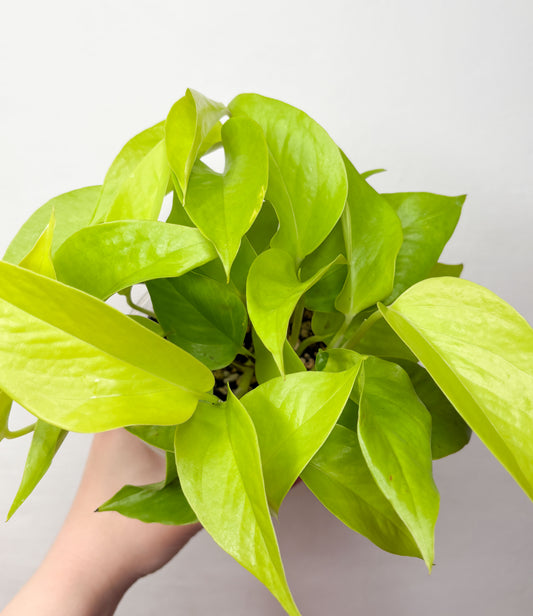Epipremnum Neon