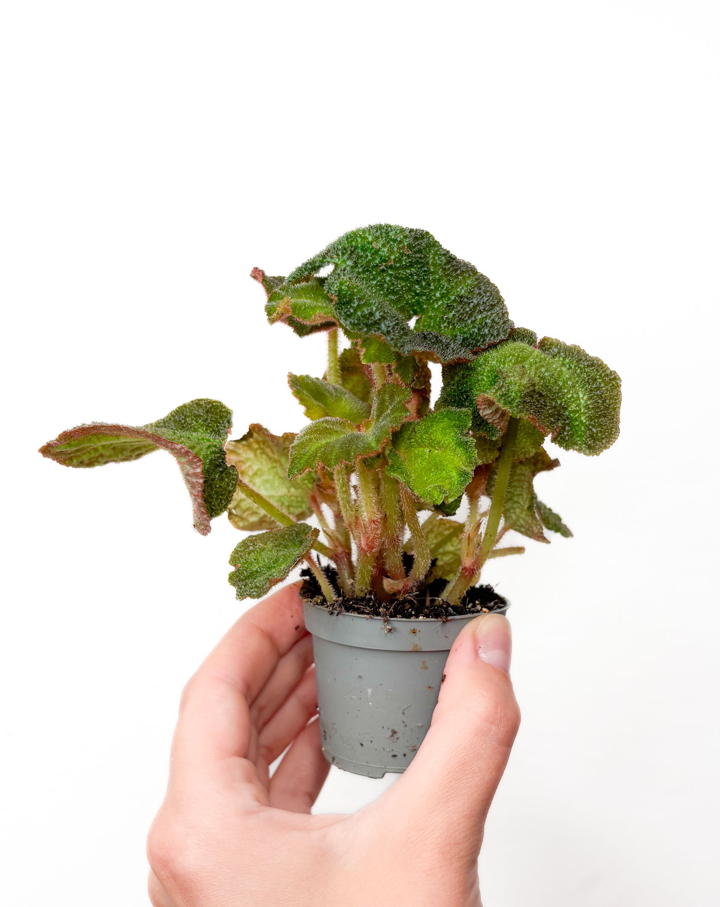 Begonia soli-mutata
