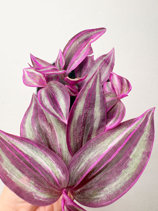 Tradescantia Zebrina