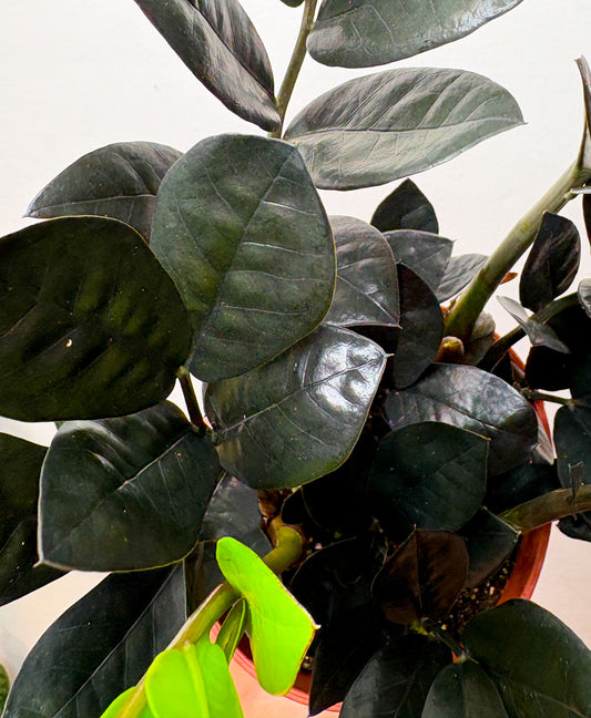 Zamioculcas ‘Raven’