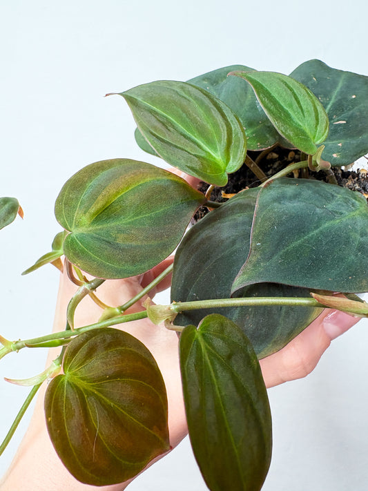 Philodendron Micans