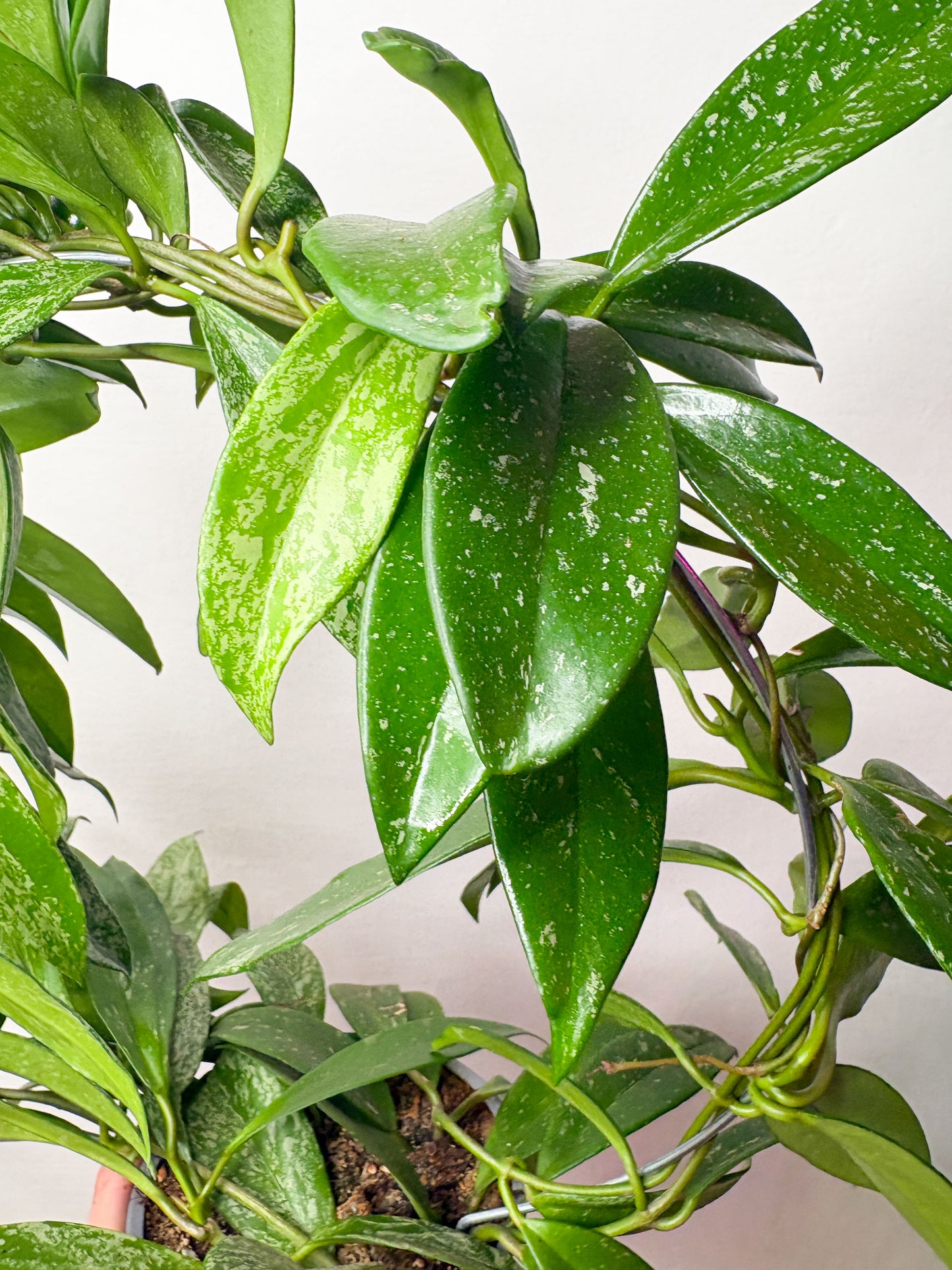 Hoya pubicalyx