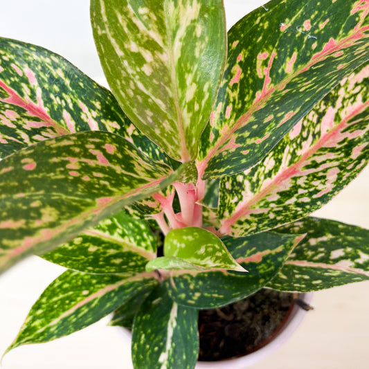 Aglaonema Harleyquin