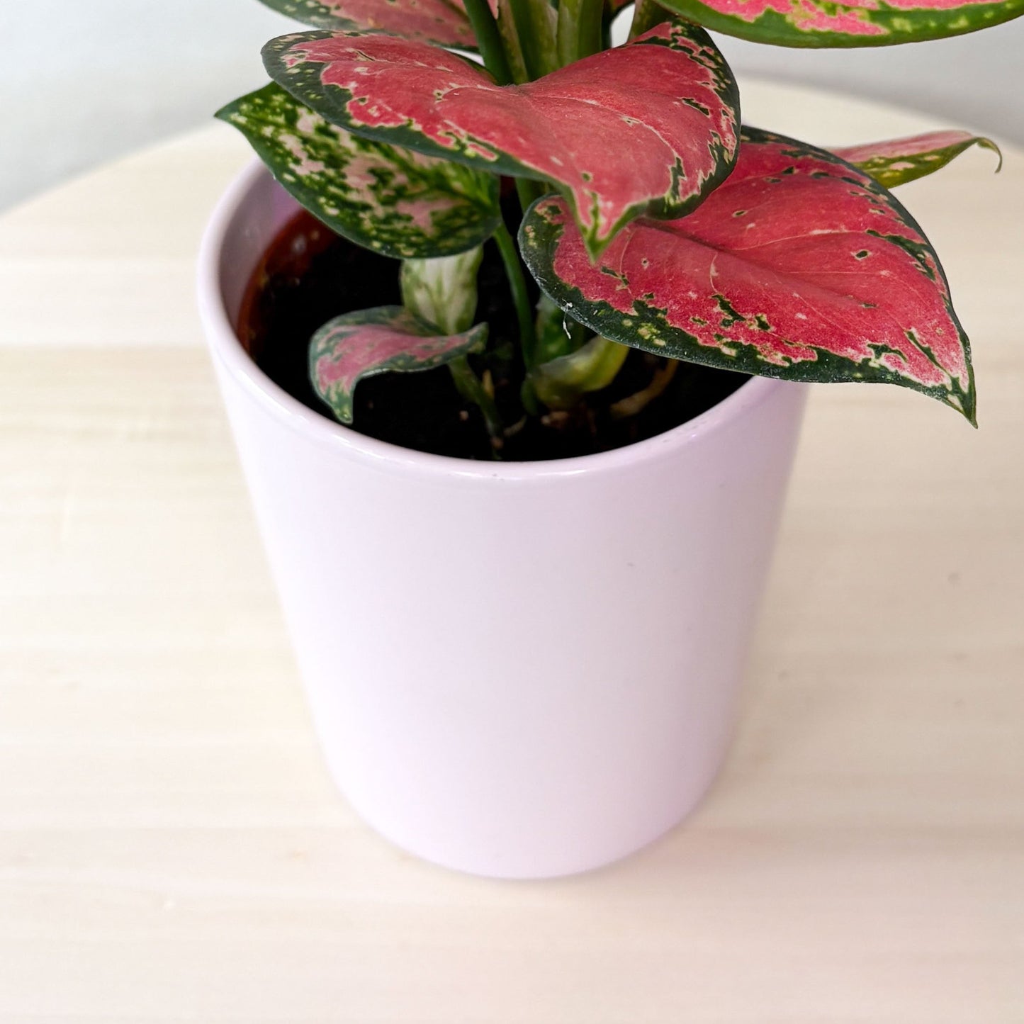 Aglaonema Pink Star