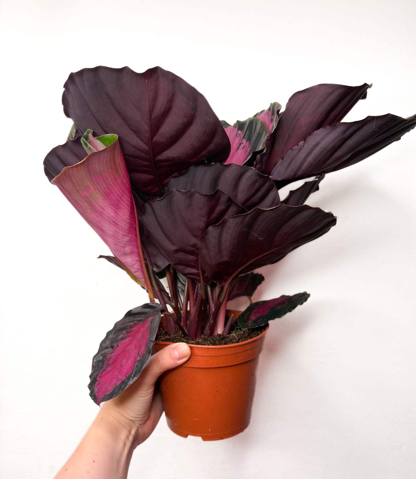 Calathea ‘Crimson’