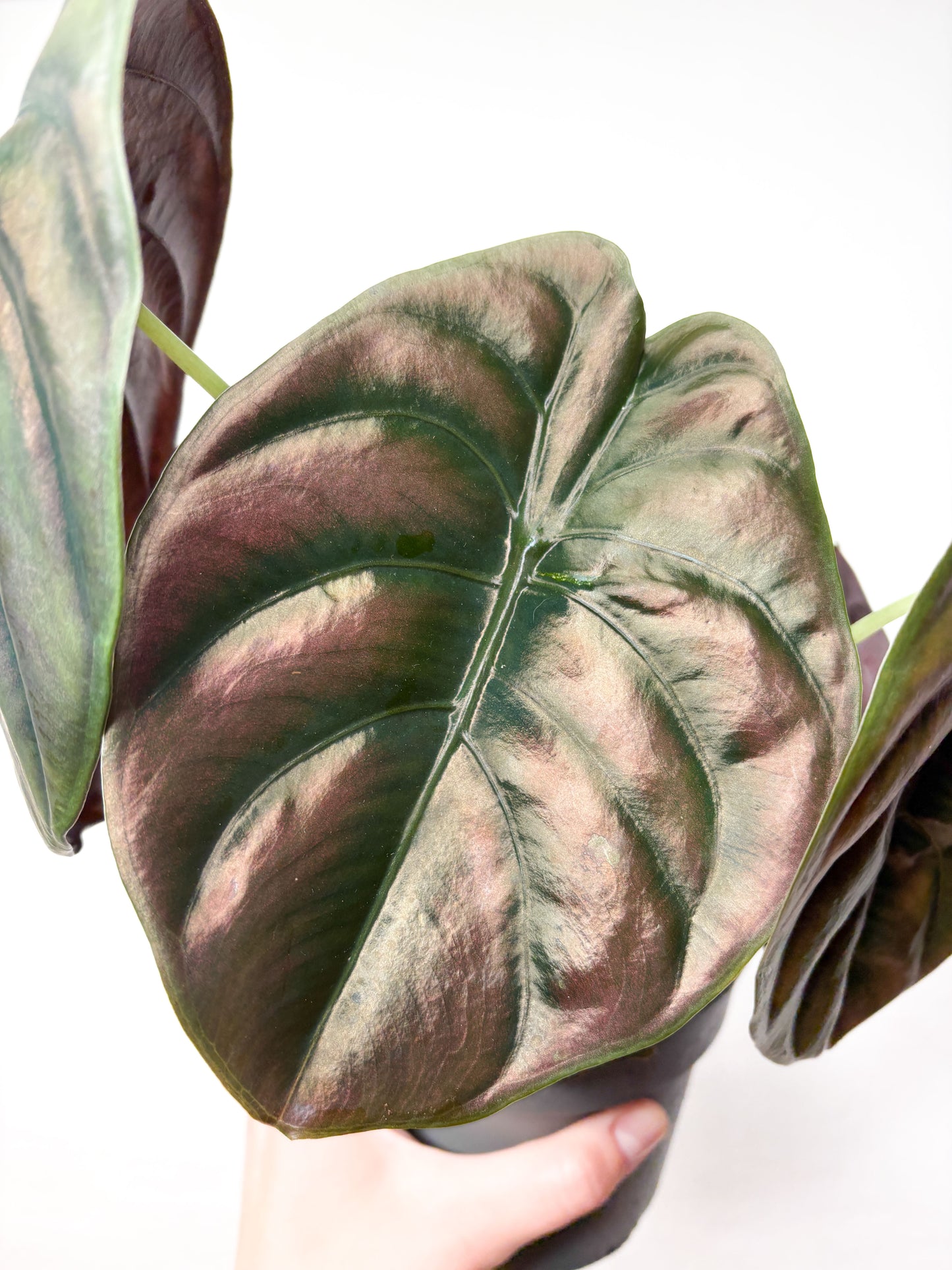 Alocasia Cuprea 'Red Secret'