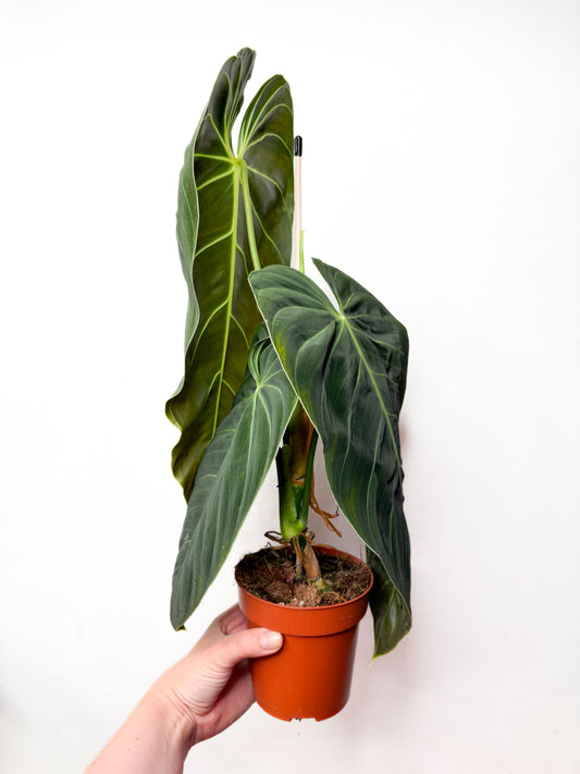 Philodendron Melanochrysum