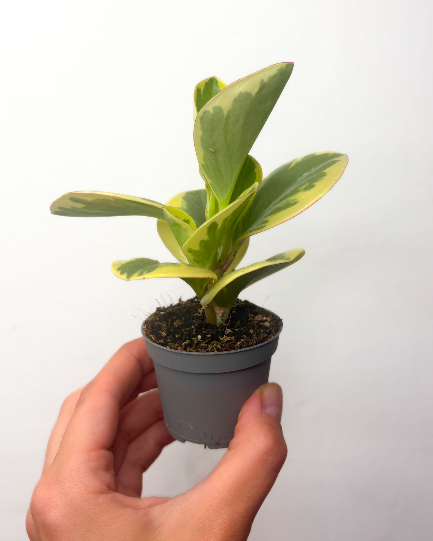 Peperomia obtusifolia ‘Variegata’