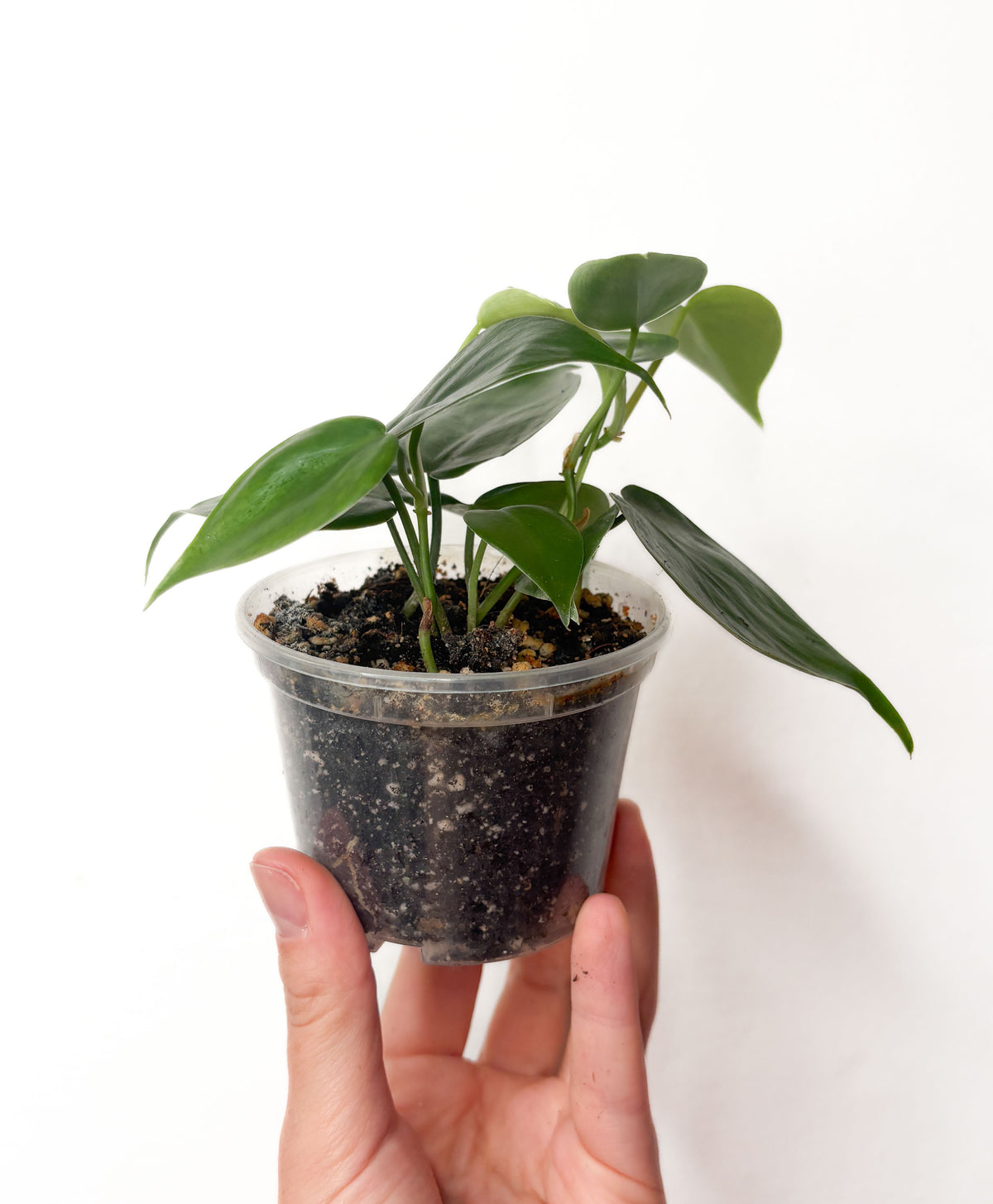 Heartleaf Philodendron