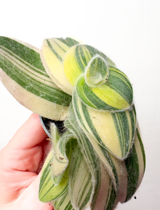 Tradescantia sillamontana Variegata