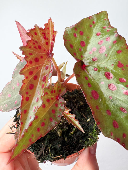 Begonia amphioxus × malachosticta
