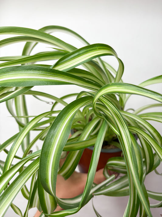Chlorophytum Comosum Bonnie